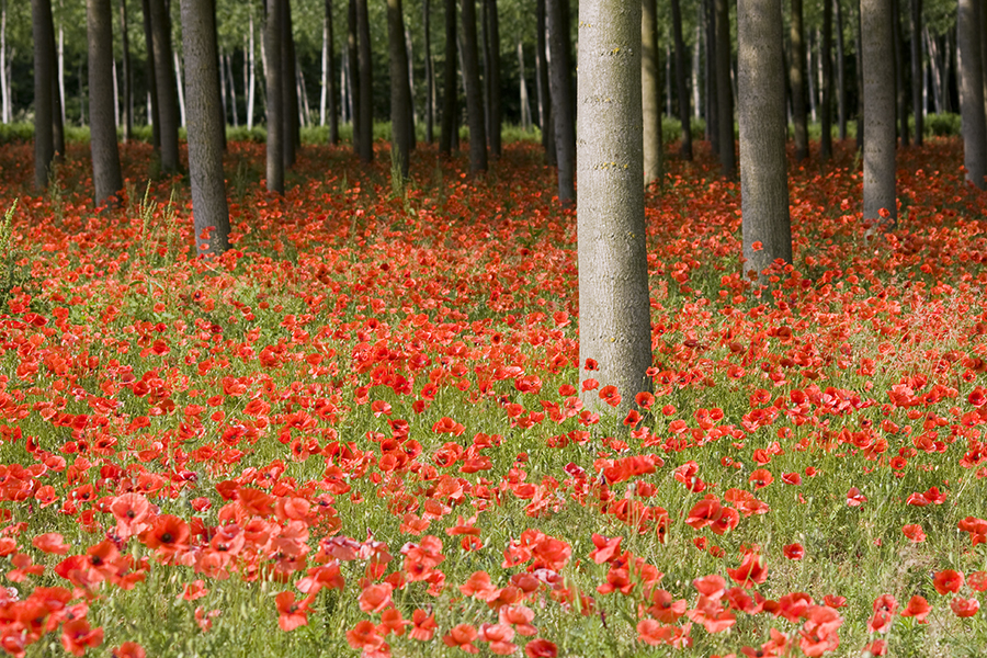 Papaveri
Foto di Alessandro Vecchi (CC-BY-SA)