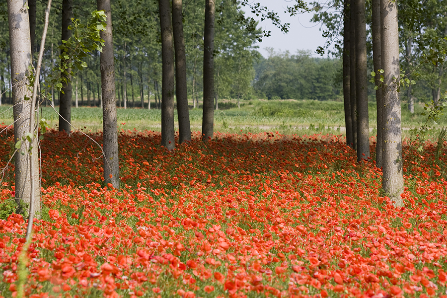 Papaveri
Foto di Alessandro Vecchi (CC-BY-SA)